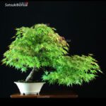 Acero Palmato Arakawa VENDUTO