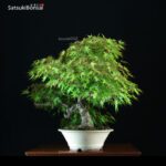 Acero Palmato Arakawa VENDUTO - immagine 3