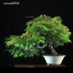 Acero Palmato Arakawa VENDUTO - immagine 5