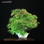 Acero Palmato Arakawa VENDUTO - immagine 7