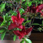 Azalea Satsuki Var. Kokuko no tsuki - immagine 2