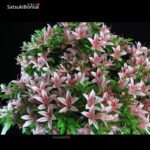 Talea di azalea Satsuki SHUHO NO HIKARI