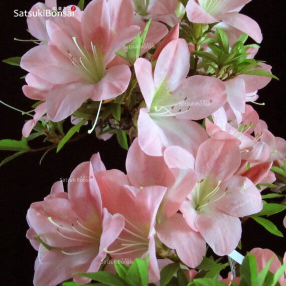 Azalea Satsuki JUKOKAN - immagine 6