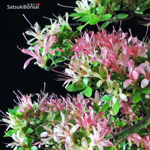 Azalea Satsuki AKASENBAZURU - immagine 2