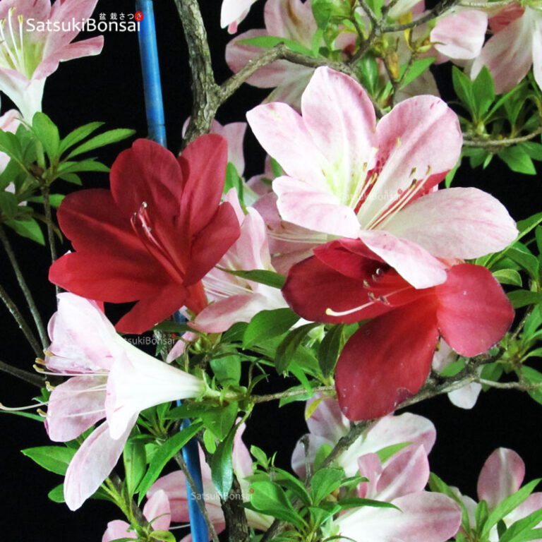 Azalee Satsuki SatsukiBonsai