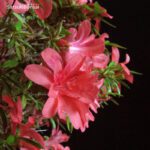 Talea di azalea Satsuki MIWA NO MAI