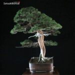 Juniperus Chinensis itoigawa VENDUTO - immagine 4