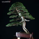 Juniperus Chinensis itoigawa VENDUTO