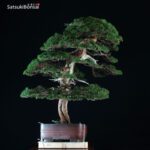 Juniperus Chinensis itoigawa VENDUTO - immagine 2