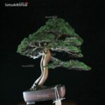 Juniperus Chinensis itoigawa VENDUTO - immagine 3