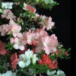 Azalea Satsuki YAMA NO HIKARI - immagine 2