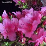 Azalea Satsuki CHINZAN - immagine 2