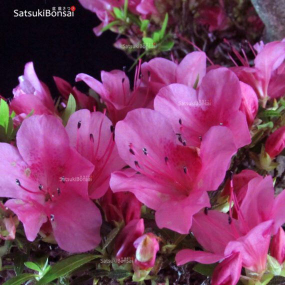 Azalea Satsuki CHINZAN - immagine 2