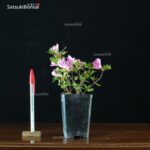 Talea di azalea Satsuki SUZUKASE - immagine 2