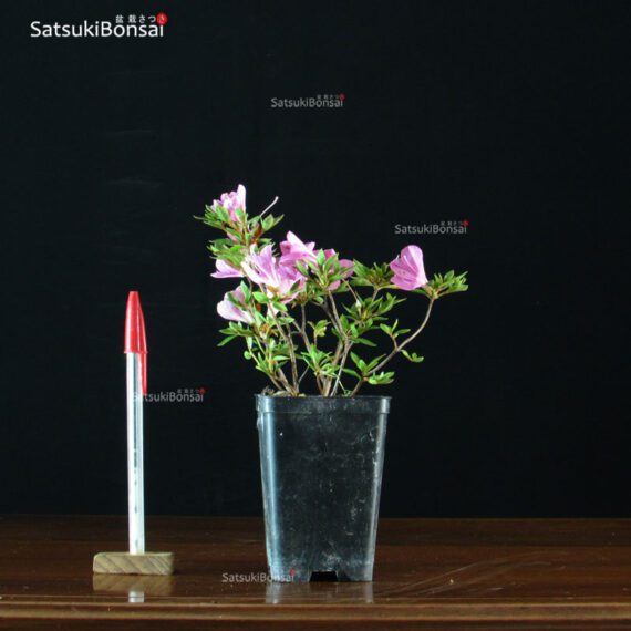 Talea di azalea Satsuki SUZUKASE - immagine 2