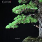 Pino Pentaphylla Goyomatsu VENDUTO - immagine 6