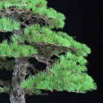 Pino Pentaphylla Goyomatsu VENDUTO - immagine 7