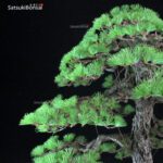 Pino Pentaphylla Goyomatsu VENDUTO - immagine 8