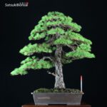 Pino Pentaphylla Goyomatsu VENDUTO