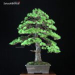 Pino Pentaphylla Goyomatsu VENDUTO - immagine 3