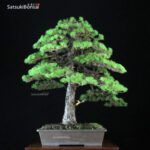 Pino Pentaphylla Goyomatsu VENDUTO - immagine 4