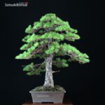 Pino Pentaphylla Goyomatsu VENDUTO - immagine 5