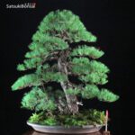 Pino Pentaphylla Goyomatsu VENDUTO