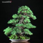 Pino Pentaphylla Goyomatsu VENDUTO - immagine 5