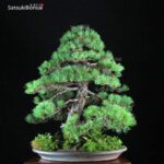 Pino Pentaphylla Goyomatsu VENDUTO - immagine 4