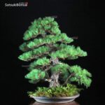 Pino Pentaphylla Goyomatsu VENDUTO - immagine 3