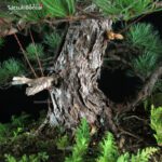 Pino Pentaphylla Goyomatsu VENDUTO - immagine 9