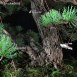 Pino Pentaphylla Goyomatsu VENDUTO - immagine 10