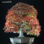 Acero Palmato Yamamomiji VENDUTO