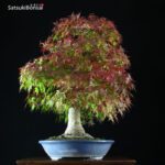 Acero Palmato Yamamomiji VENDUTO - immagine 2