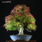 Acero Palmato Yamamomiji VENDUTO - immagine 3