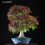 Acero Palmato Yamamomiji VENDUTO - immagine 4