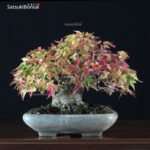 Acer Buergerianum - Kaede VENDUTO