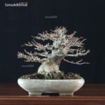 Acer Buergerianum - Kaede VENDUTO - immagine 2