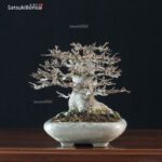 Acer Buergerianum - Kaede VENDUTO - immagine 3