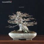 Acer Buergerianum - Kaede VENDUTO - immagine 4