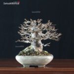 Acer Buergerianum - Kaede VENDUTO - immagine 5