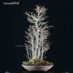 Acer Buergerianum - Kaede VENDUTO - immagine 2