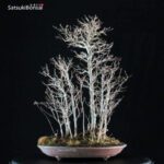 Acer Buergerianum - Kaede VENDUTO - immagine 3