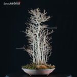 Acer Buergerianum - Kaede VENDUTO - immagine 4