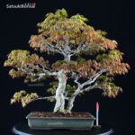 Acero Palmato Yamamomiji VENDUTO - immagine 7