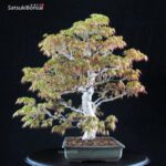 Acero Palmato Yamamomiji VENDUTO - immagine 8