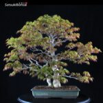 Acero Palmato Yamamomiji VENDUTO - immagine 9