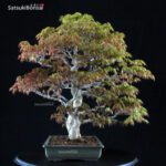 Acero Palmato Yamamomiji VENDUTO - immagine 10