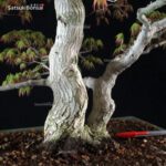 Acero Palmato Yamamomiji VENDUTO - immagine 6