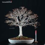 Zelkova Serrata VENDUTO - immagine 5